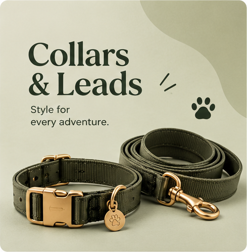 Collars & Leads