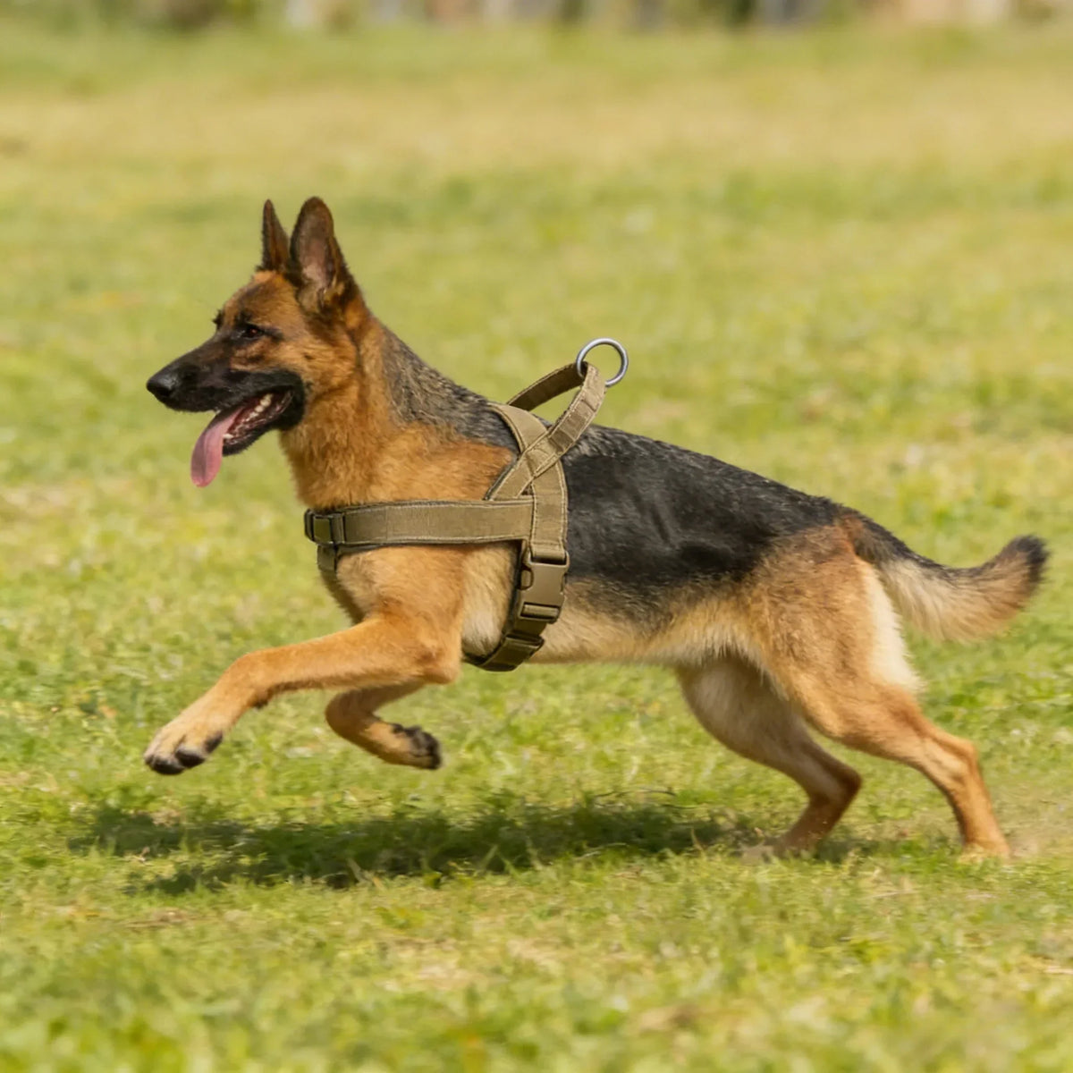 Adventure No-Pull Dog Harness