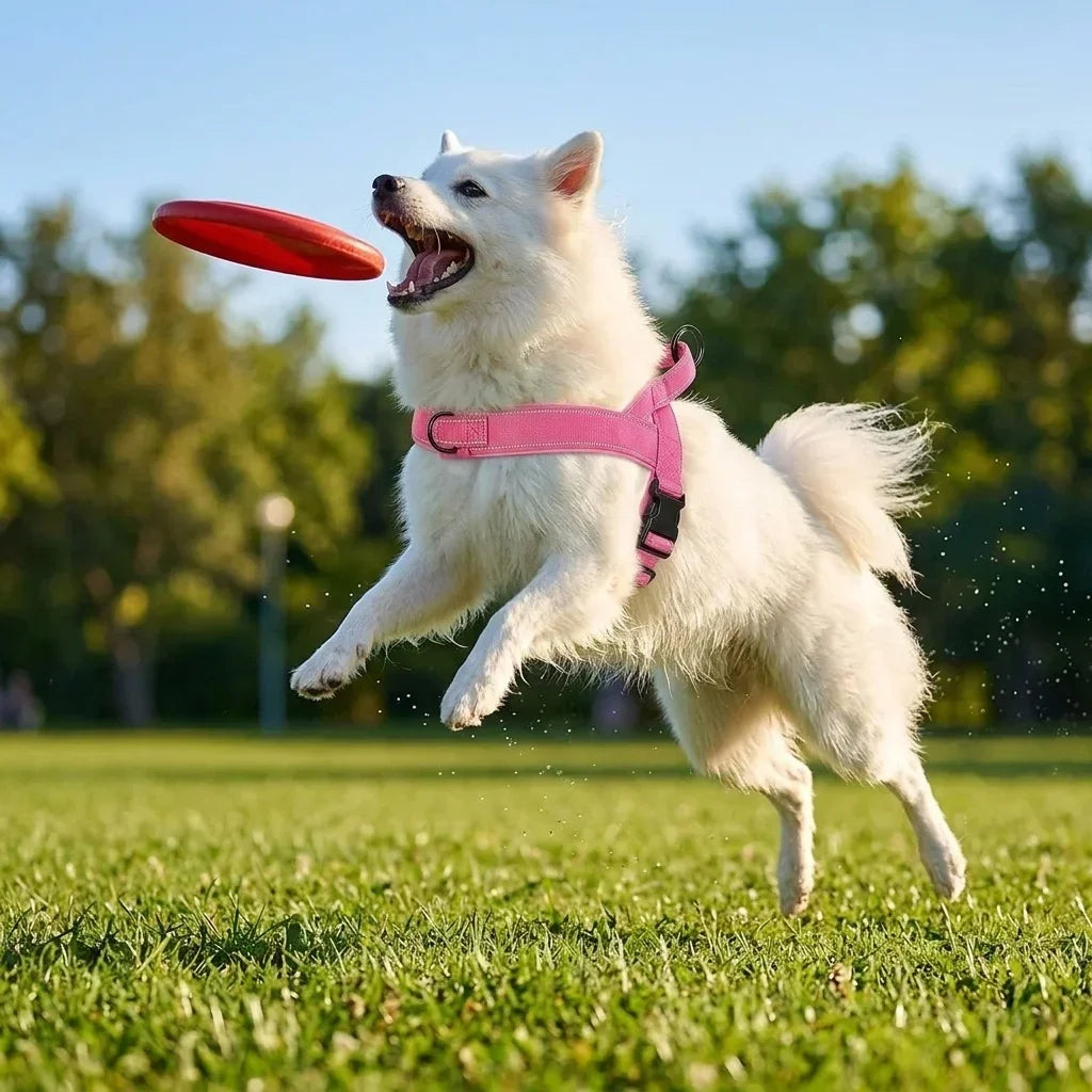 Adventure No-Pull Dog Harness